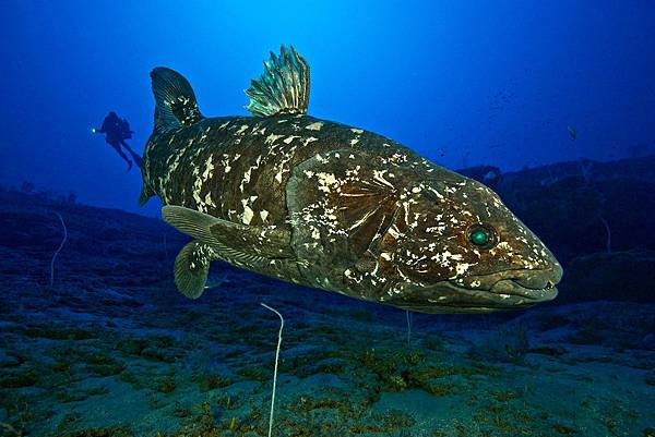 coelacanth