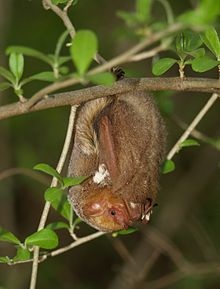 220px-Red_bat_(4a).JPG