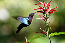Purple-throated_carib_hummingbird_feeding.jpg