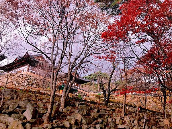 ［韓國大邱 遊記］桐華寺 八公山 幸運 鳳凰蛋 安地郎 烤腸