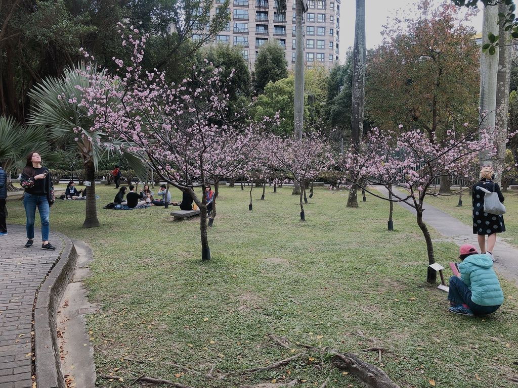 [國父紀念館 賞花] 2020 河津櫻 花季 野餐野起來 散