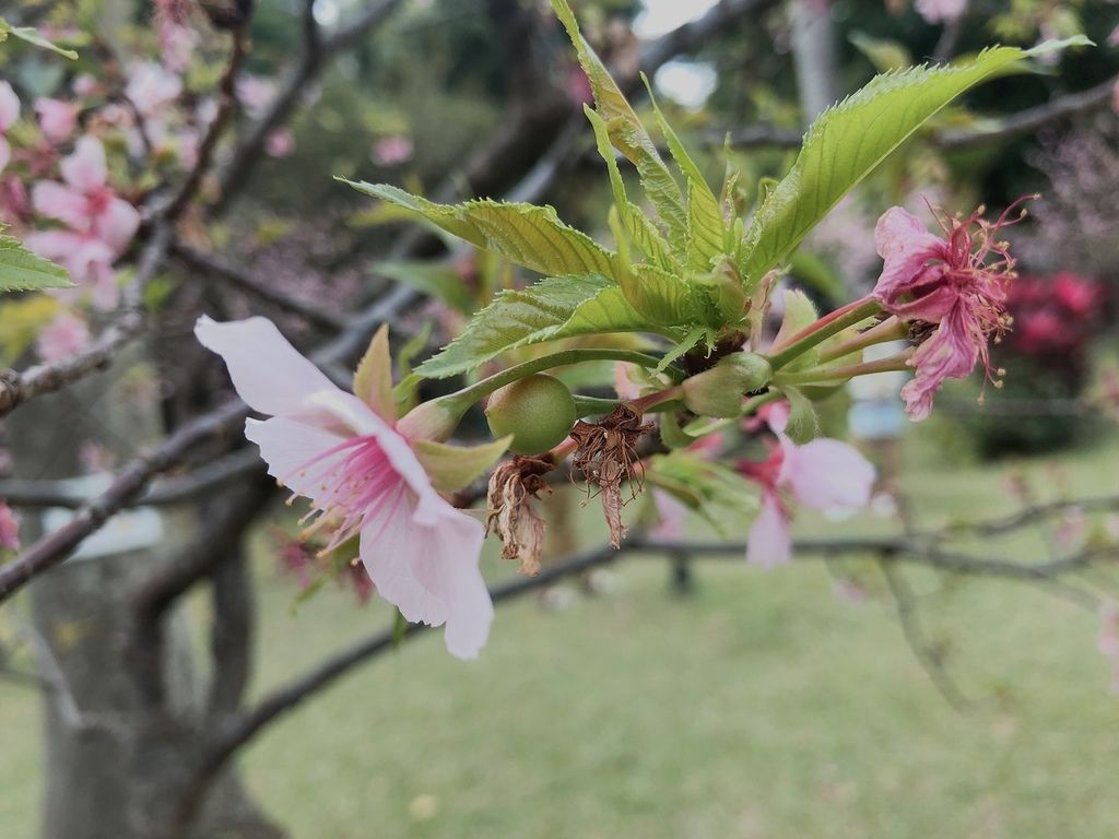 [國父紀念館 賞花] 2020 河津櫻 花季 野餐野起來 散