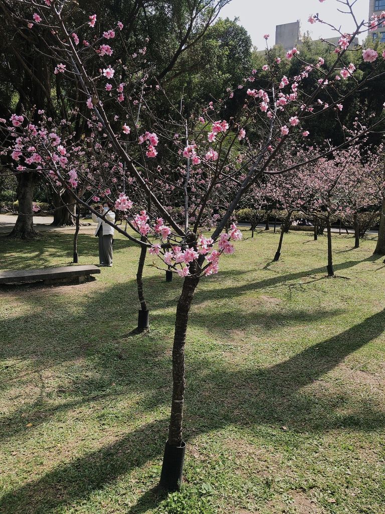 [國父紀念館 賞花] 2020 河津櫻 花季 野餐野起來 散