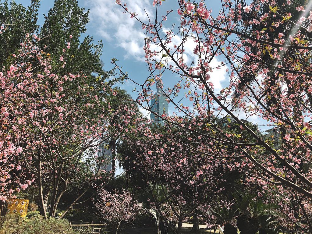 [國父紀念館 賞花] 2020 河津櫻 花季 野餐野起來 散