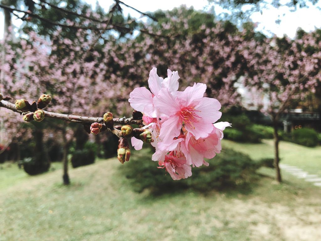 [國父紀念館 賞花] 2020 河津櫻 花季 野餐野起來 散