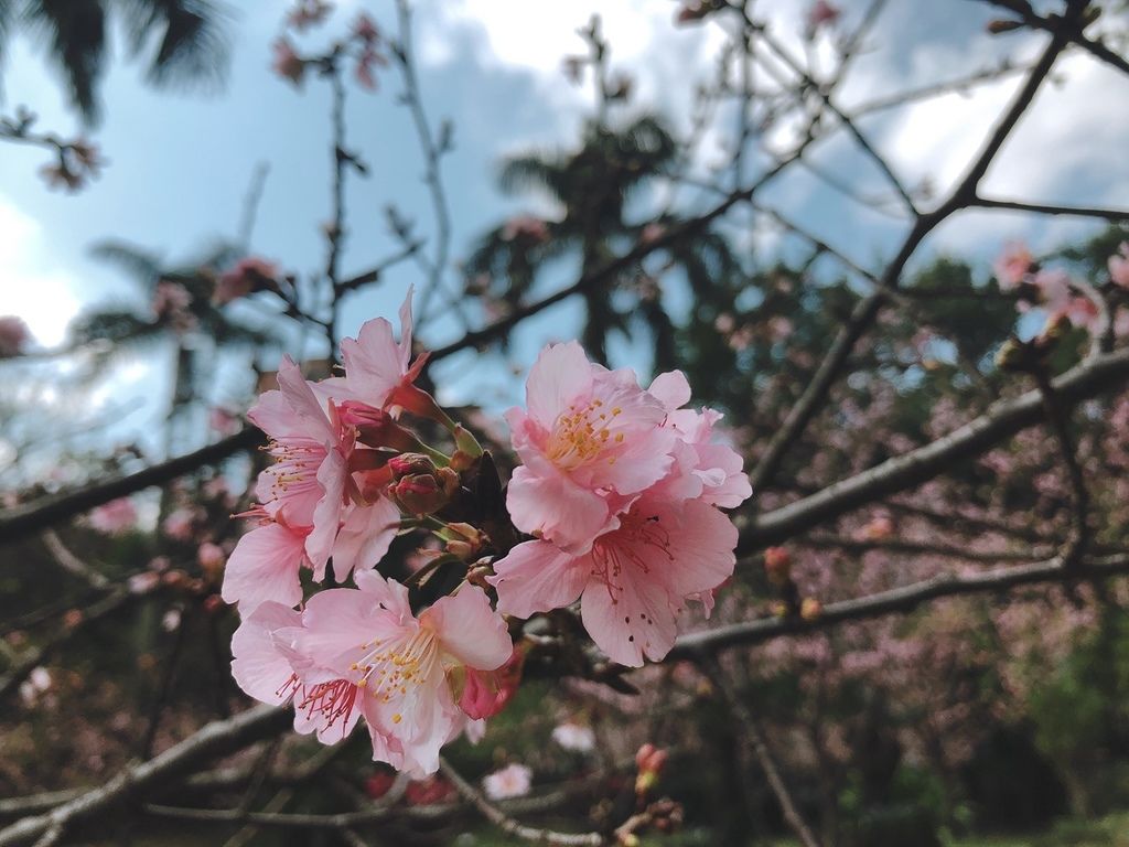 [國父紀念館 賞花] 2020 河津櫻 花季 野餐野起來 散