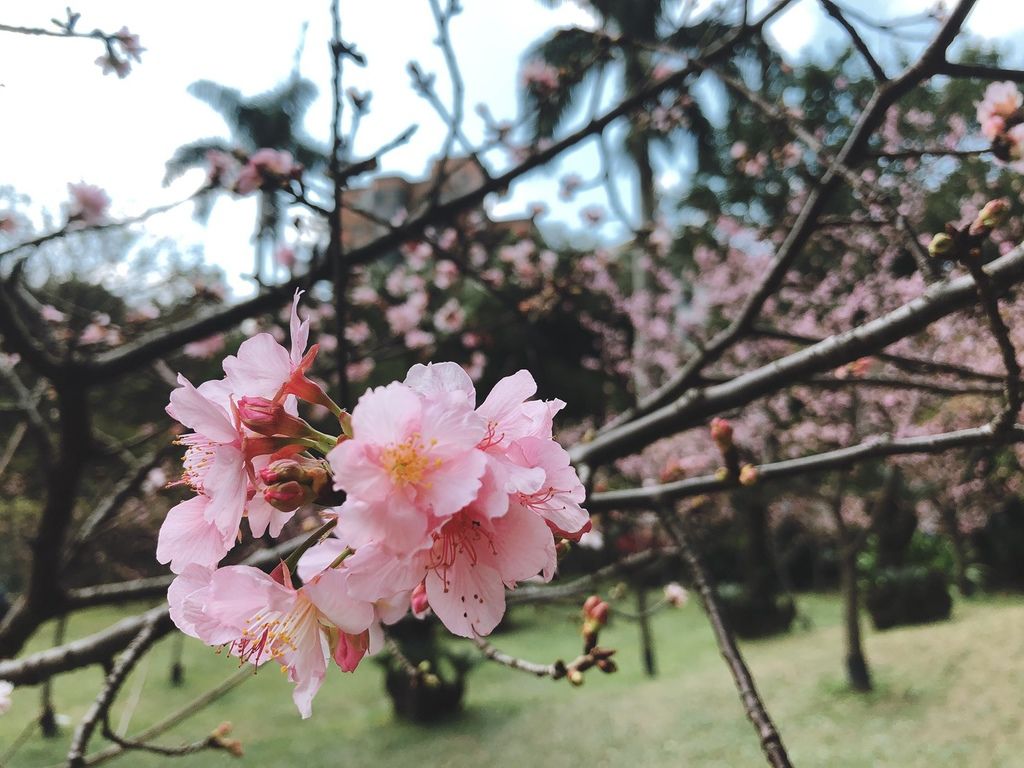 [國父紀念館 賞花] 2020 河津櫻 花季 野餐野起來 散