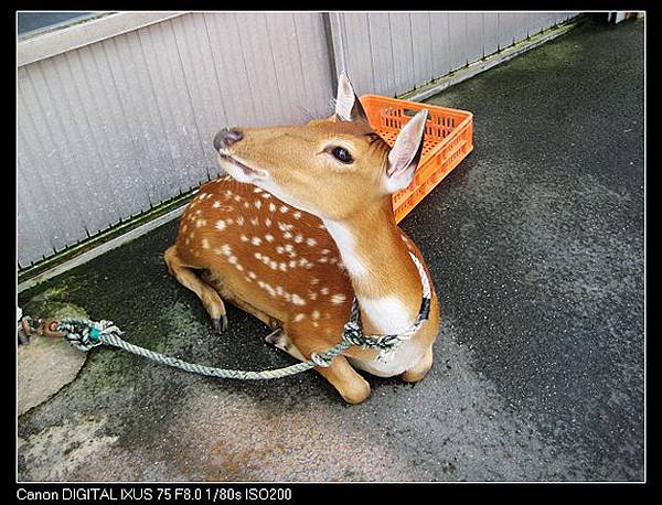 可愛梅花鹿