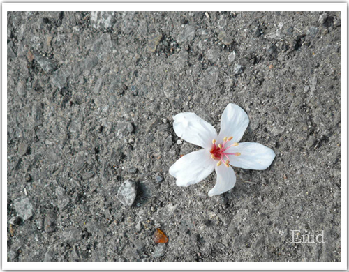 小石與花