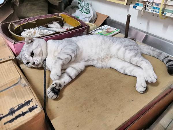 20181022_181023_0008.jpg 試用