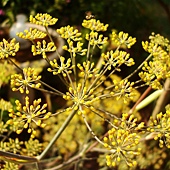 Fennel+7-29-10_5.JPG