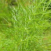 fennel1.jpg