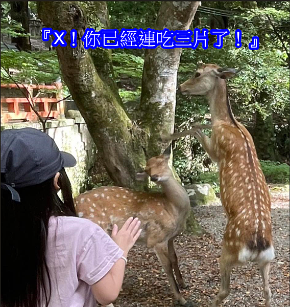 『關於奈良，飲酒冷知識72』