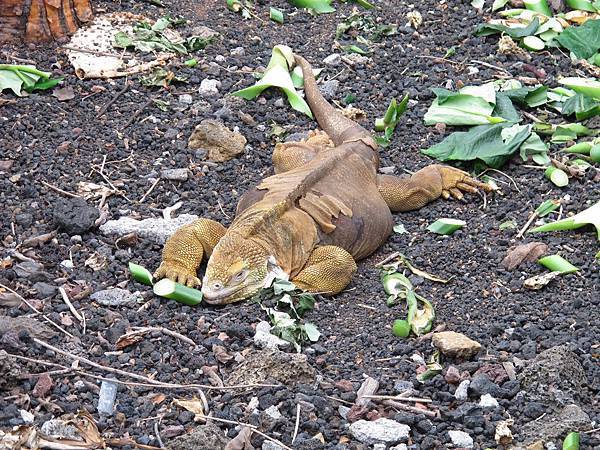 IMG_7007.jpg IMG_7007.jpg