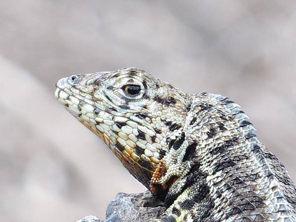 IMG_7022.jpg IMG_7022.jpg