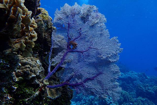 P6210364.JPG P6210364.JPG