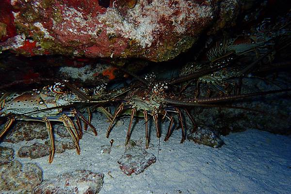 P6210417.JPG P6210417.JPG