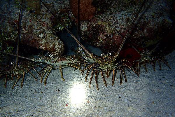 P6210432.JPG P6210432.JPG