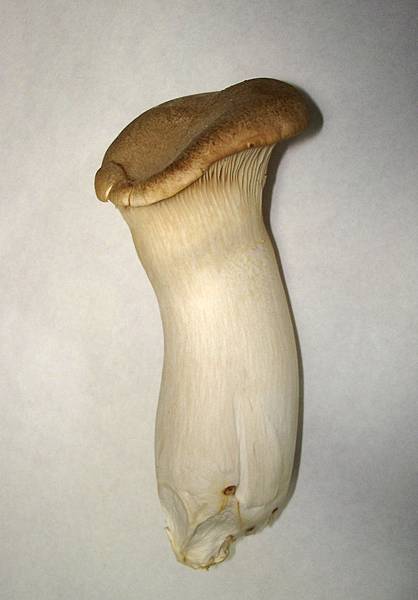 Pleurotus_eryngii