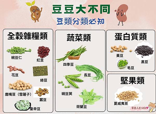 《分享》豆豆大不同。是蛋白質？全穀雜糧？還是蔬菜？分類