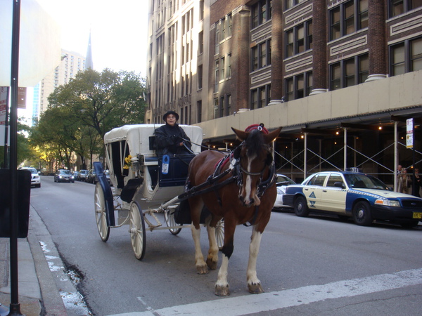 街頭的馬車