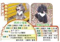 戴佩妮舶來品精油Spa伺候 寵溺小公狗_2009.6.30蘋果日報