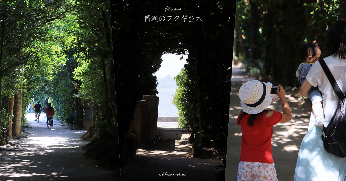 備瀨福木林道,美麗海水族館,防風林,沖繩旅遊,歷史景點,大自然,福木,日本,沖繩,綠色隧道