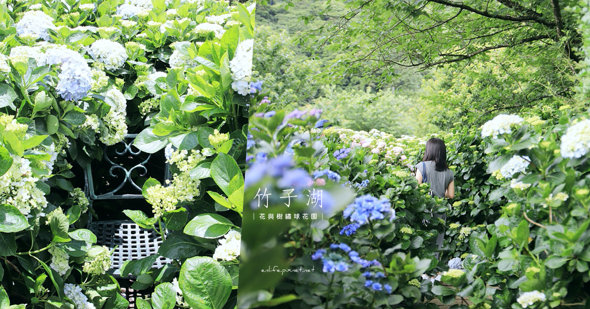 陽明山,竹子湖,繡球花園,海芋,花與樹園藝,台北大直,季節限定,台北,北投,繡球花,花海