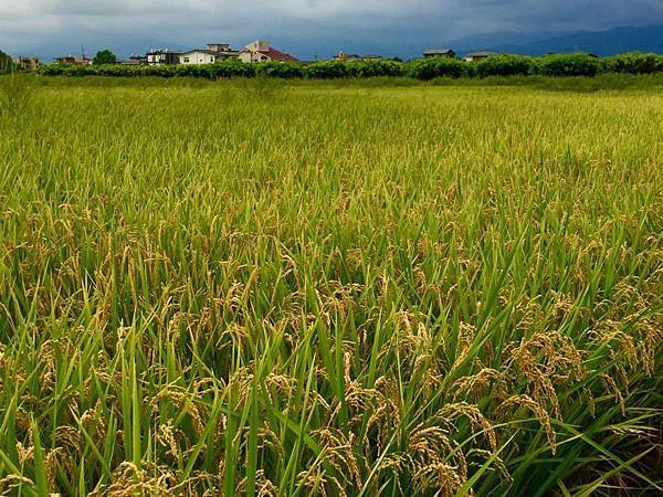 11707499_837151926373604_8133162968658146960_n