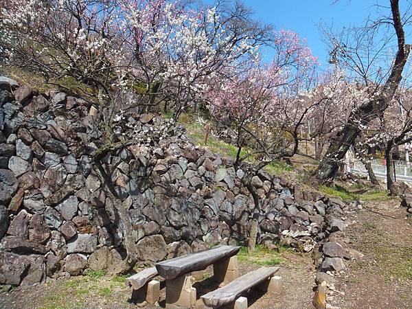 山梨甲府酒折の不老園 (13)