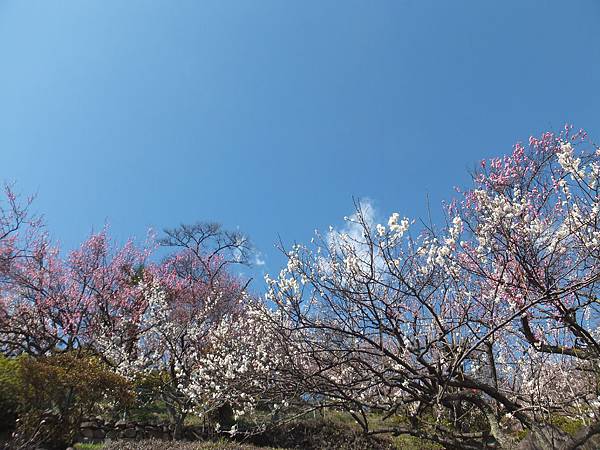 山梨甲府酒折の不老園 (43)