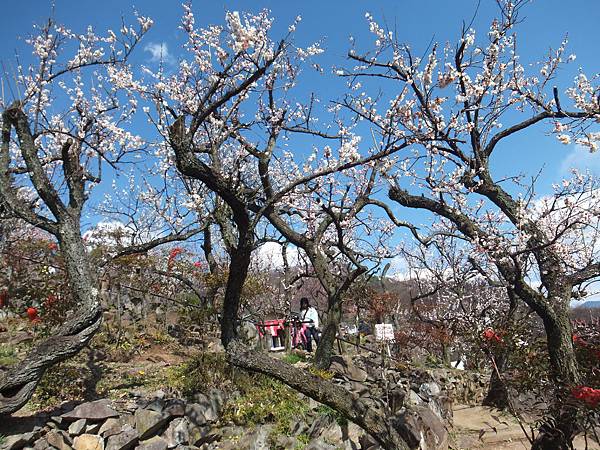 山梨甲府酒折の不老園 (98)