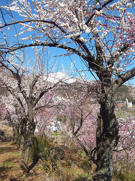 山梨甲府酒折の不老園 (122)