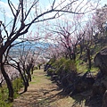 山梨甲府酒折の不老園 (135)