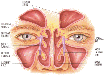 sinusanatomy1