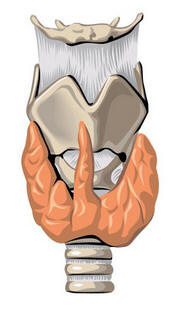 thyroid gland