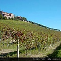 Vineyards.jpg