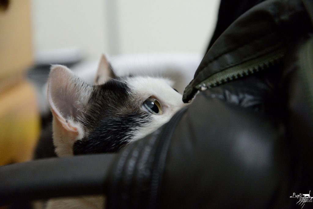 DSC_1062 DSC_1062