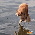 難道貓也會"水上芭蕾"?