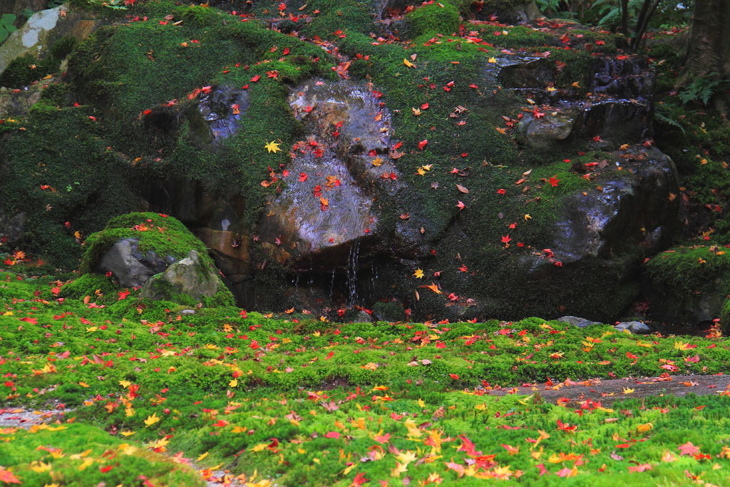 IMG_2971.JPG