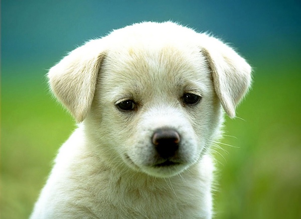 cute-puppy-dog-wallpapers.jpg