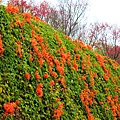 銅鑼炮仗花櫻花隧道