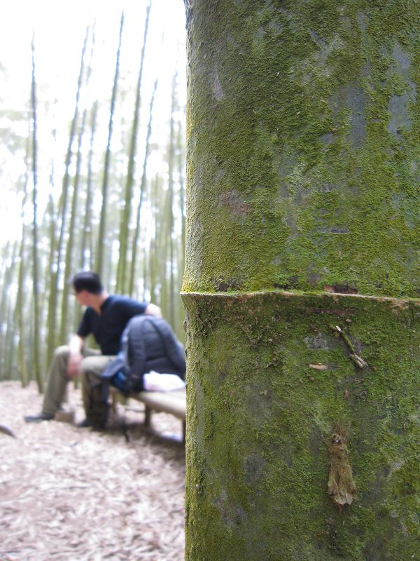 竹林內用午餐