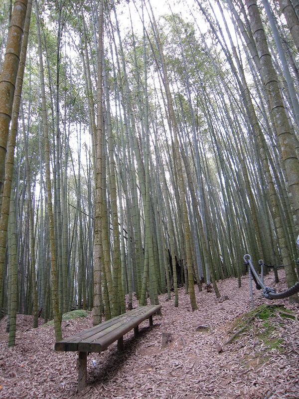 水社大山竹林