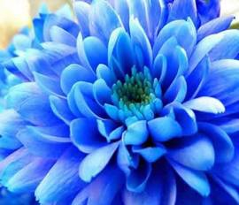 blue mum flower.jpg