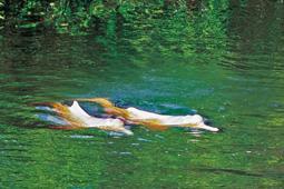 pink-river-dolphins