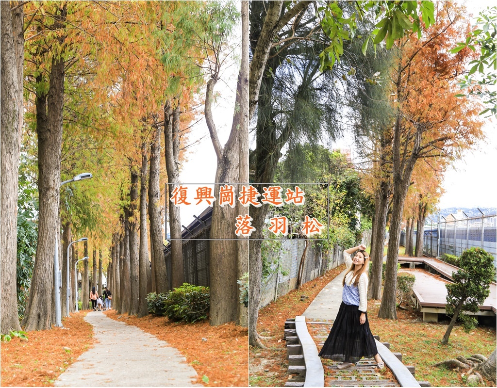 復興崗捷運站落羽松首圖3.jpg 復興崗捷運站落羽松首圖3.jpg