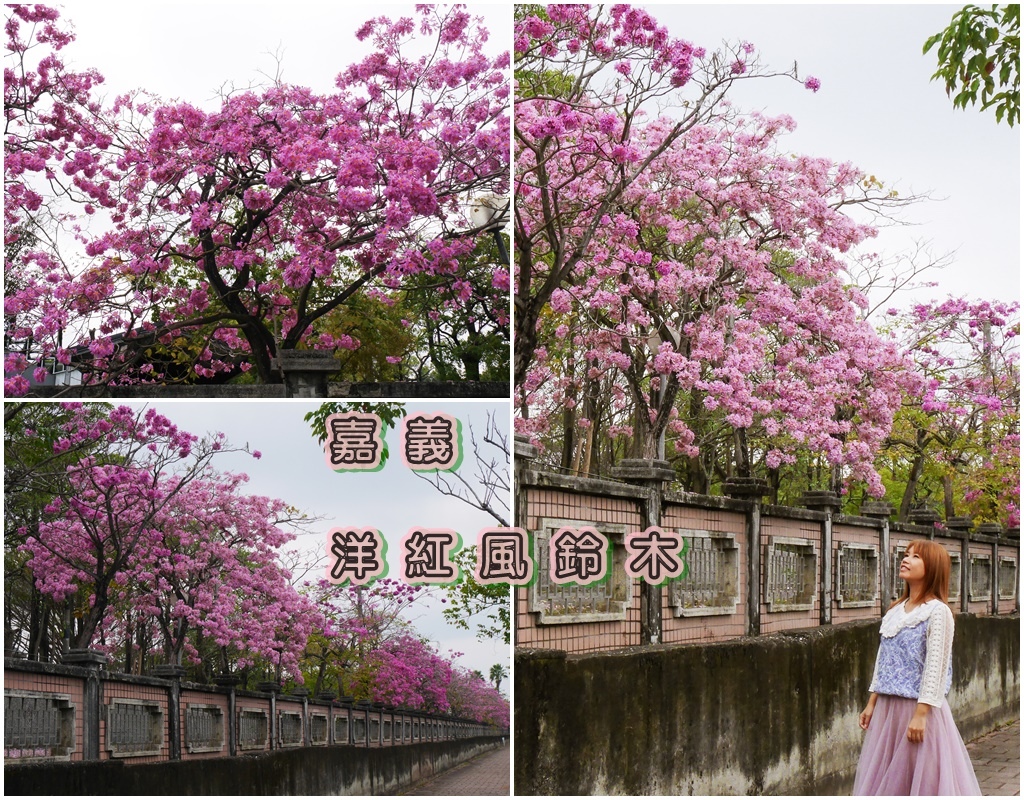 嘉義洋紅風鈴木首圖.jpg