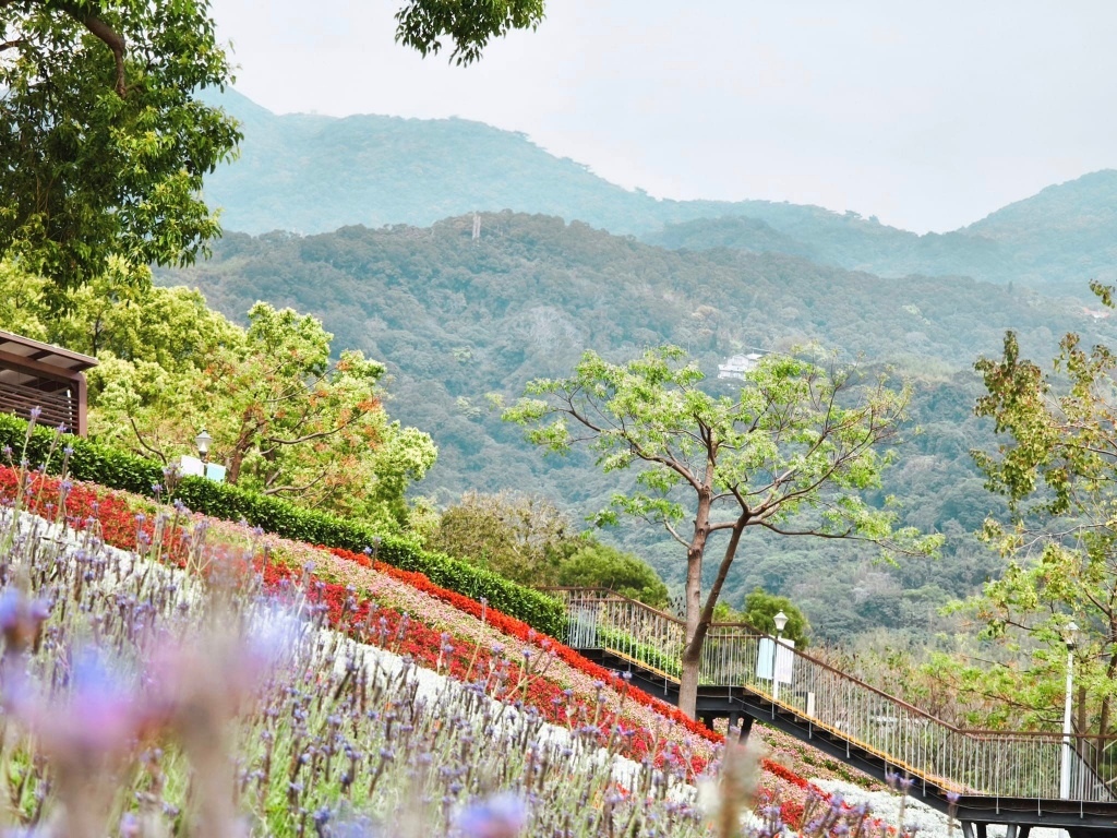 【新北景點】北投三層崎公園花海~上帝的花毯遺落在這翠綠的山谷