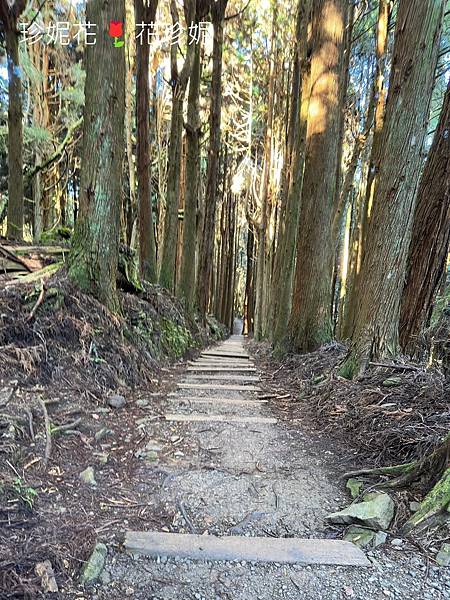 【嘉義｜阿里山遊記】「特富野古道」山林古道全程來回健行遊~